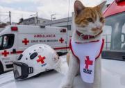 Vuela alto 'Cruzberto': MATAN A GATITO PARAMÉDICO de la Cruz Roja