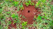 Cómo erradicar los hormigueros del jardín con una receta casera muy efectiva
