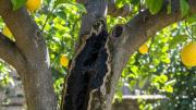 Qué significa que el limonero tenga manchas de humedad en el tronco y cómo solucionarlo