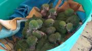 Un operativo rescata a 50 pichones de loros en una feria de Santa Cruz