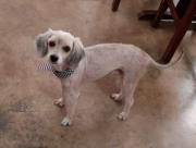 Se busca mascota extraviada en el sector Los Estanques