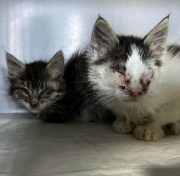 Lanzan un SOS por gatos abandonados en basurero de Mare