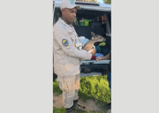 Rescatan venado del Ávila en Simetaca