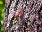 Hallan otro murciélago con rabia en Pocitos: habrán tres jornadas de vacunación gratuitas