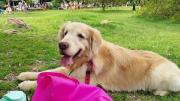 Juntaron a más de 2.500 golden retriever en Palermo para alcanzar un nuevo récord mundial