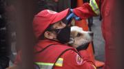 Doggy, el perro rescatado por bomberos del incendio en la Sagárnaga, ya está con sus dueños