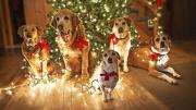 Cómo evitar que tu mascota ataque el arbolito de Navidad