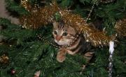 Cómo evitar que tu gato rompa el arbolito de Navidad: las claves según un experto