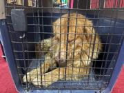 Can agredido con agua hirviendo fue encontrado; descartan quemaduras graves pero hallan otras enfermedades