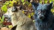 Revelan el misterio detrás de los perros azules de Chernóbyl