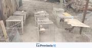 Caucete y Albardón: secuestraron desde aves autóctonas a gallos de riña