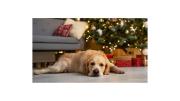 Navidad 2025: cómo dejar a las mascotas solas en casa y que no sufran por la pirotecnia