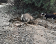 Cotagaita reporta 580 familias afectadas y más de 200 cabezas de ganado muerto tras riada y granizada
