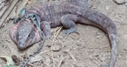 De un lagarto rojo encadenado a 13 gallos usados para riña, los animales rescatados en operativos en San Juan