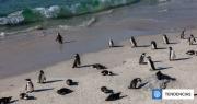 Reportan la muerte de miles de pingüinos en Sudáfrica por inanición: se quedaron sin alimento
