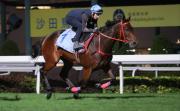 Romantic Warrior rebosa confianza de cara a otra victoria en la Hong Kong Cup GI