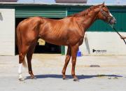 Alerta en La Rinconada el hijo de Tapit debuta en una selectiva y es por algo