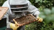 Cuestionamientos de los agrónomos a denuncias de apicultores sobre mortandad de abejas en miles de colmenas