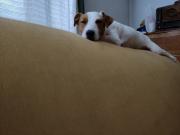 La diabetes de Berlín