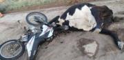 Conductor en terapia intensiva tras colisionar con una vaca en Padcaya