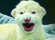 Falleció una de las crías de león blanco del Zoológico Las Delicias