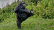 Un gorila haciendo “high five” se llevó el primer premio en los Comedy Wildlife Awards 2025
