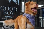 Él es Indy, el primer perro nominado a Mejor Actor en unos premios