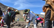 Identidad andina en Arica: Hijos de Putre presentan el ritual del Pachallampe en la siembra de la papa