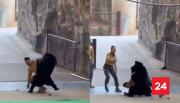 Oso negro atacó a su cuidador en medio de un espectáculo en China