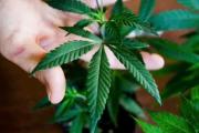 Denunció a su hermano por negarse a sacar un vivero de marihuana de la casa