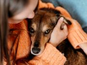 Perros adoptados: qué es la regla 3-3-3 y cómo saber si tu mascota se está adaptando bien