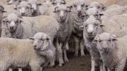 Se declaró la alerta sanitaria por sarna ovina en departamentos de Chubut