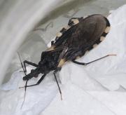 Detectaron vinchucas en el Alto Valle y Valle Medio de Río Negro y se activa el alerta por Chagas