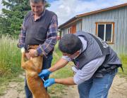 Cuatro Vientos: Realizan vacunación de mascotas ante confirmación de rabia en murciélago