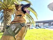 El pastor belga de Carabineros que ayudó a decomiso de droga más grande que se ha hecho en la región