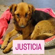 Horror en Rojas: una perra apareció atada con precintos y con lesiones compatibles con abuso sexual en la Planta de Reciclado