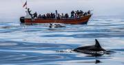 Atacama inicia temporada de cetáceos: Ven a conocer delfines, ballenas y pingüinos en Chañaral de Aceituno