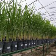 Los clones prometedores pasan a campos, donde se miden rasgos agronómicos clave