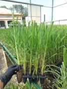 La ciencia detrás de cada nueva variedad de caña de la Eeaoc: un proceso que lleva hasta tres lustros