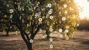 Árbol limonero: por qué recomiendan colgar CDs en sus ramas y para qué sirve