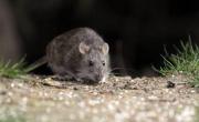 Inquietud por casos de hantavirus en el territorio bonaerense