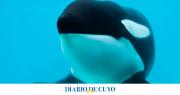Murió Kshamenk, la única orca que vivía en cautiverio desde hacía 33 años
