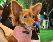 En la urbanización La Paz se perdió una cachorrita, ayuda a encontrarla y te darán recompensa