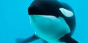 Murió Kshamenk, la histórica orca de Mundo Marino que estuvo 33 años en el parque temático de San Clemente del Tuyú