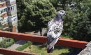 El truco infalible para alejar a las palomas de tu casa: cómo evitar que se acerquen a tu balcón o jardín