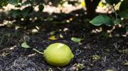 Qué significa que los limones del limonero caigan antes de tiempo y cómo prevenir el problema