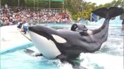 Murió Kshamenk, la orca que pasó 33 años en cautiverio en Mundo Marino
