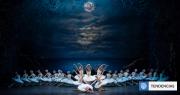 El lago de los cisnes llega en enero al Municipal de Santiago con bailarines de la Ópera de París