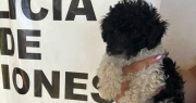 ¡Con el pichichu no!: robó un caniche y cuando lo rodearon amenazó con matarlo para que lo dejaran huir