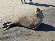 “Se piensan que son de peluche”: denuncian abuso constante a elefantes marinos en la costa